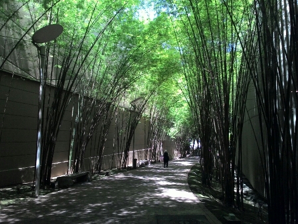 Walking in the bamboo forest.jpg