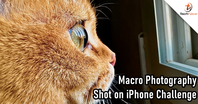 Apple is hosting a Shot on iPhone Macro Challenge and here's how everyone can join