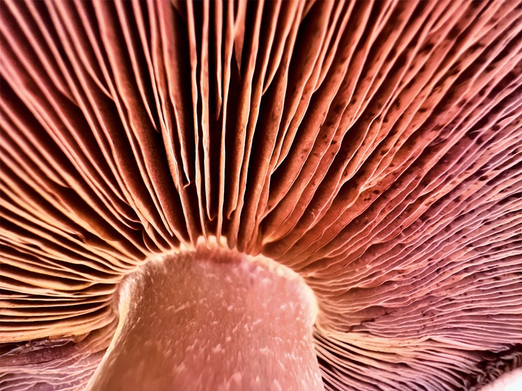 Apple_Shot-on-iphone-macro-challenge_Mushroom.jpg