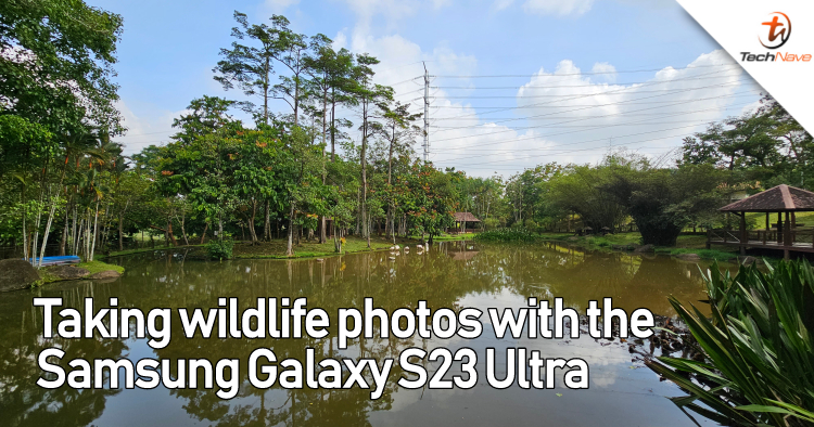 How to take wildlife photography with a camera phone like the Samsung Galaxy S23 Ultra