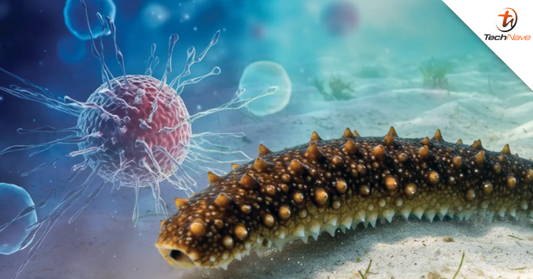 Malaysia might be able to stop cancer using “Minyak Gamat”