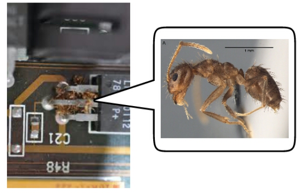 Travel Warning: US Ants like to Eat Smartphone Guts!