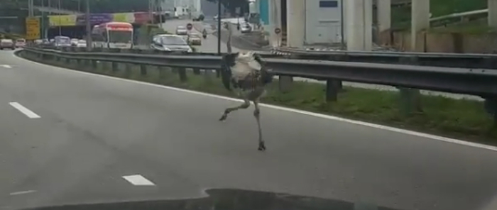 Samsung Galaxy S7 edge ostrich.jpg