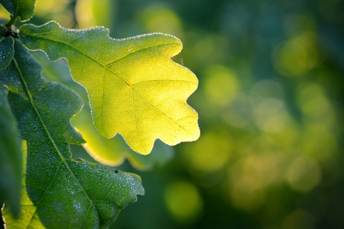 1+Oak-Leaf-Sodium-Battery.jpg