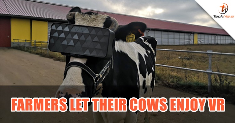Farmers let their cows wear VR headsets in hopes to stimulate milk production