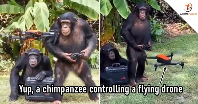 A video of a chimpanzee controlling a flying drone has gone viral