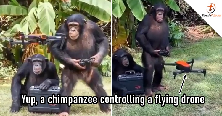 chimp.jpg