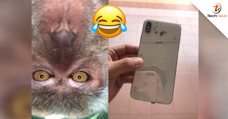 Monkey took selfies and video recording of itself in the forest using a stolen iPhone