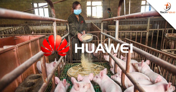 Huawei turns to pig farming and coal mining industry as sources of revenue